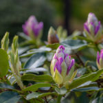 Rhododendron - Knospen im Rhododendronpark in Kromlau