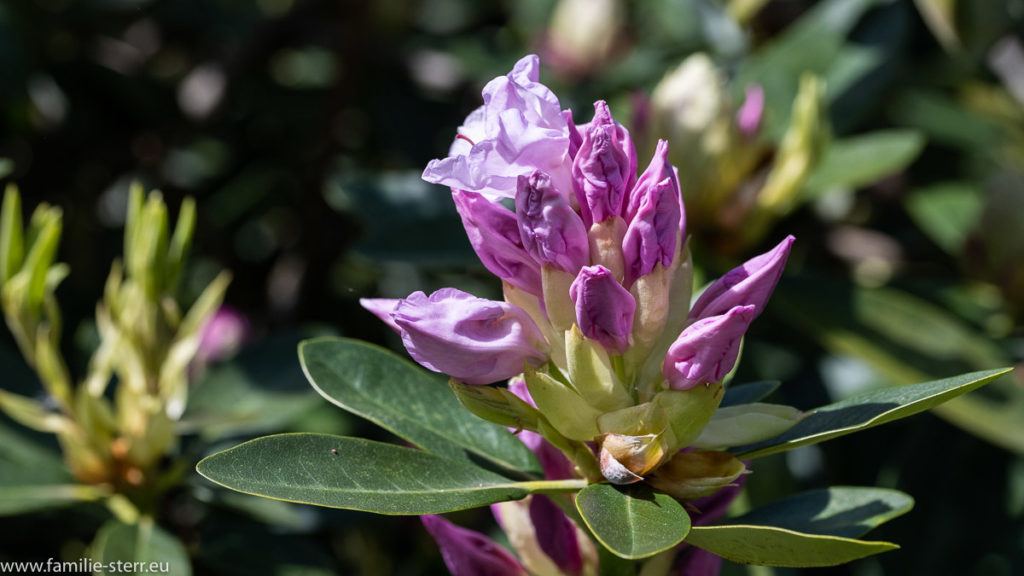 halb geöffnete Knospe eines Rhododendron im Rhododendronpark in Kromlau