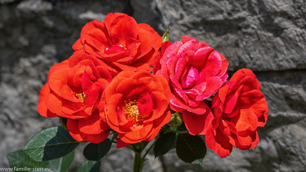 5 rote Rosen vor einer Gartenmauer