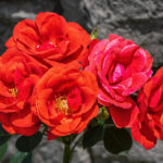 5 rote Rosen vor einer Gartenmauer