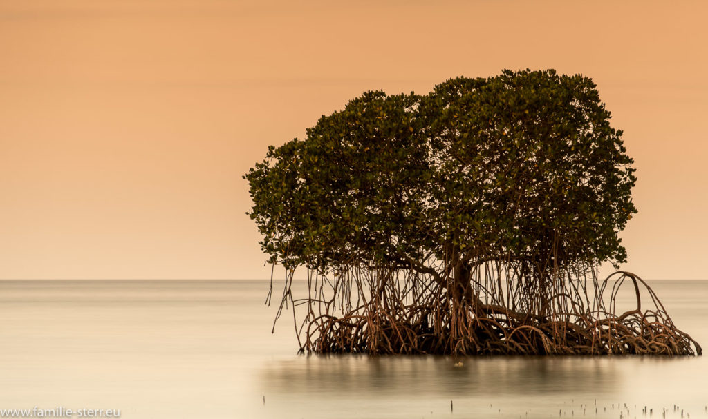 Mangrove im Sonnenuntergang im Meer vor Bali