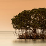 Mangrove im Sonnenuntergang im Meer vor Bali