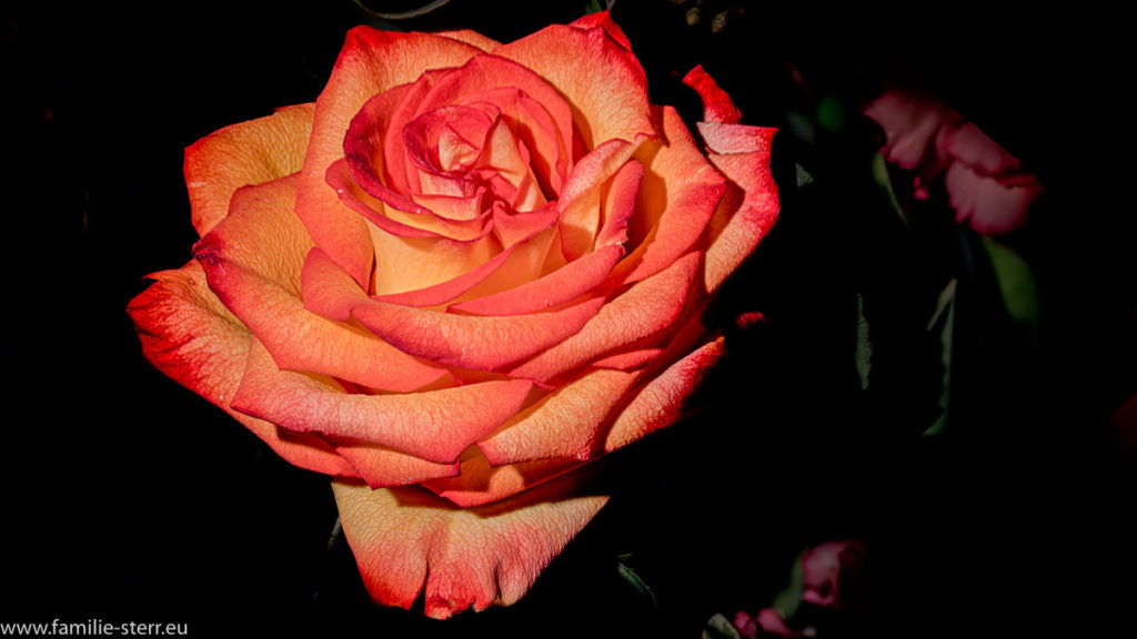 orange-gelbe Blüte einer Rose als Frühlingsbote