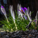 erste Frühlingstriebe im Garten