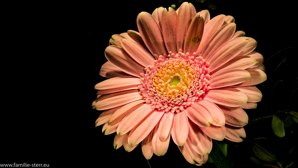 Blüte einer Gerbera