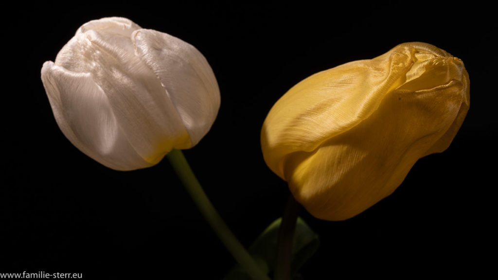 eine weiße und eine gelbe Tulpe