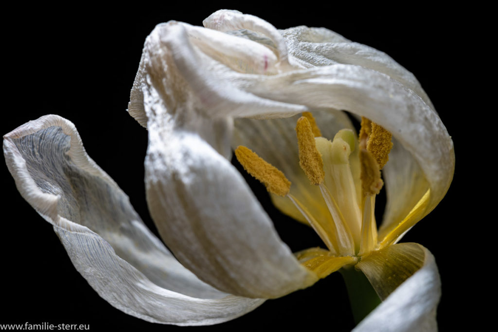 vertrocknete weiße Tulpe