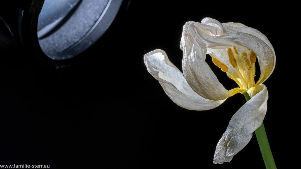 vertrocknete weiße Tulpe