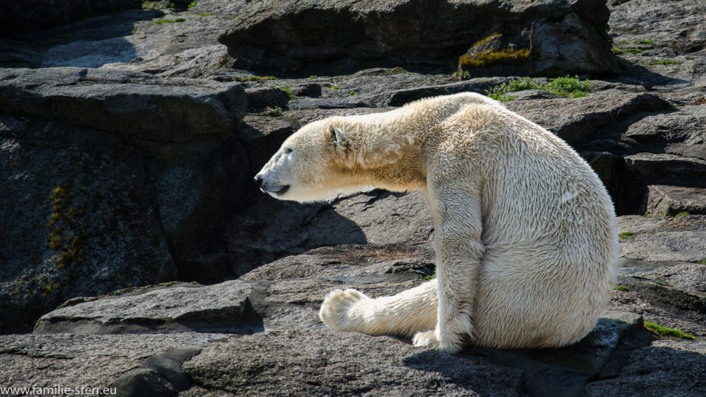 Eisbär sitzt auf einem Felsen im Berliner Zoo beim Sonnenbad