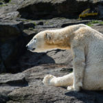 Eisbär sitzt auf einem Felsen im Berliner Zoo beim Sonnenbad