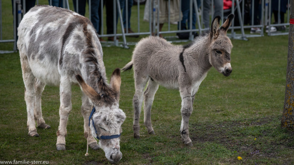 kleiner Esel und Muttertier grasen gemütlich vor dem Eselrennen beim Volksfest in Hallbergmoos