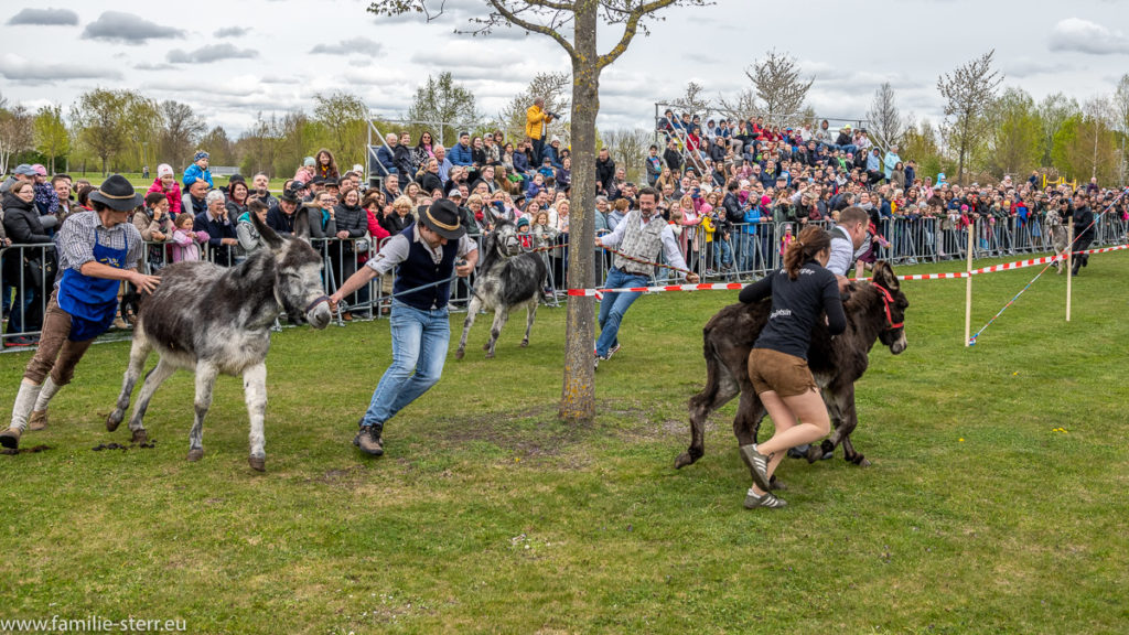 Kampf um die Positionen beim Eselrennen beim Volksfest in Hallbergmoos