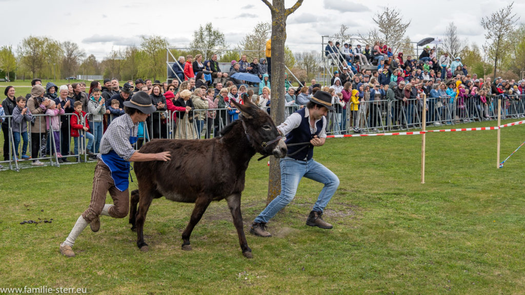 Kampf um die Positionen beim Eselrennen beim Volksfest in Hallbergmoos