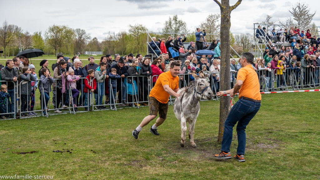 Kampf um die Positionen beim Eselrennen beim Volksfest in Hallbergmoos