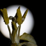 vertrocknete Tulpe im Mondschein
