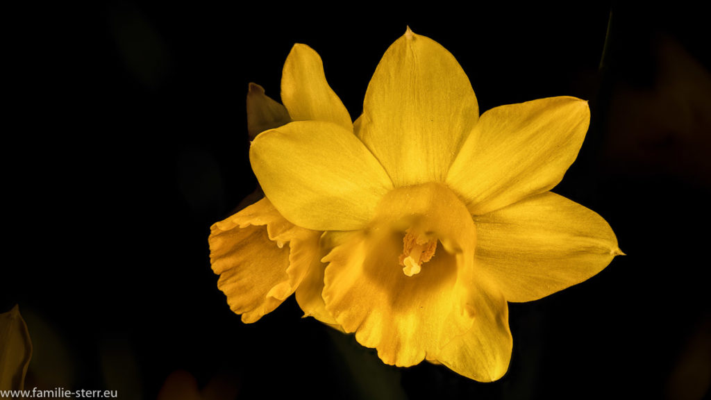 zwei gelbe Narzissenblüten vor dunklem Hintergrund