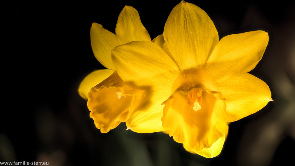 zwei Narzissenblüten (Osterglocken)