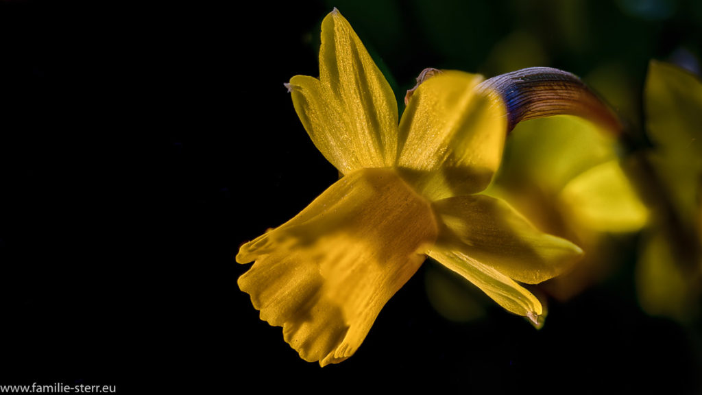 Blüte einer gelben Narzisse