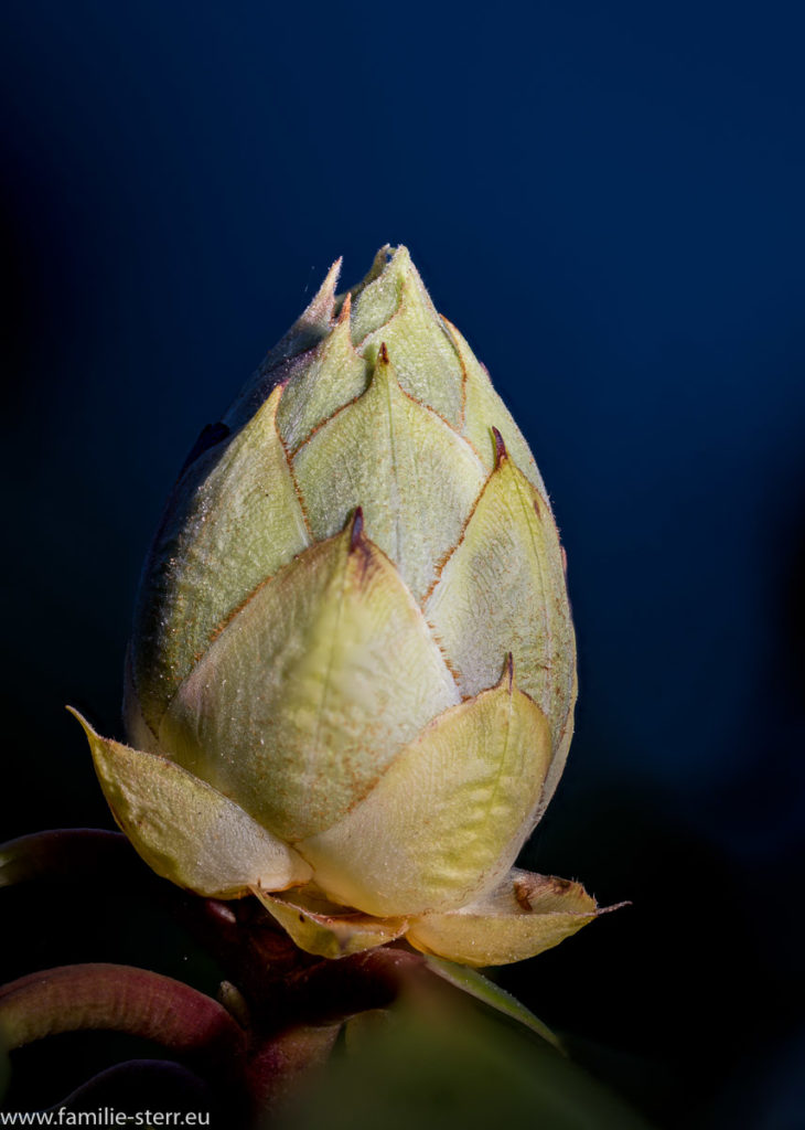 geschlossene Knospe von Astrids Happydendron
