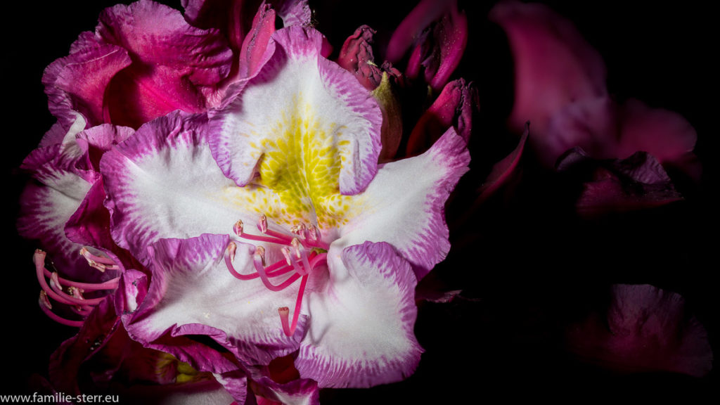 lila-weiße Blüte von Astrids Happydendron