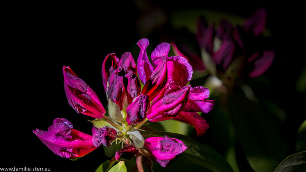 halb geöffnete Blüte von Astrids Happydendron