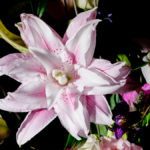 rosa Blüte