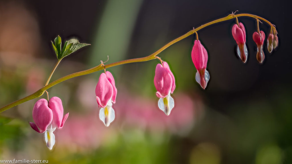 rin Zweig mit einer Reihe Blüten - tränendes Herz