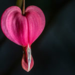 rosa Blüte "tränendes Herz"