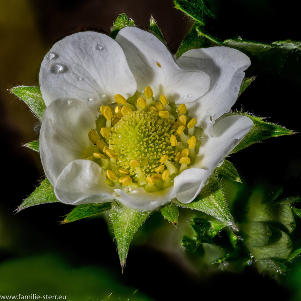 die erste Blüte an Astrids Erbeerpflanzen