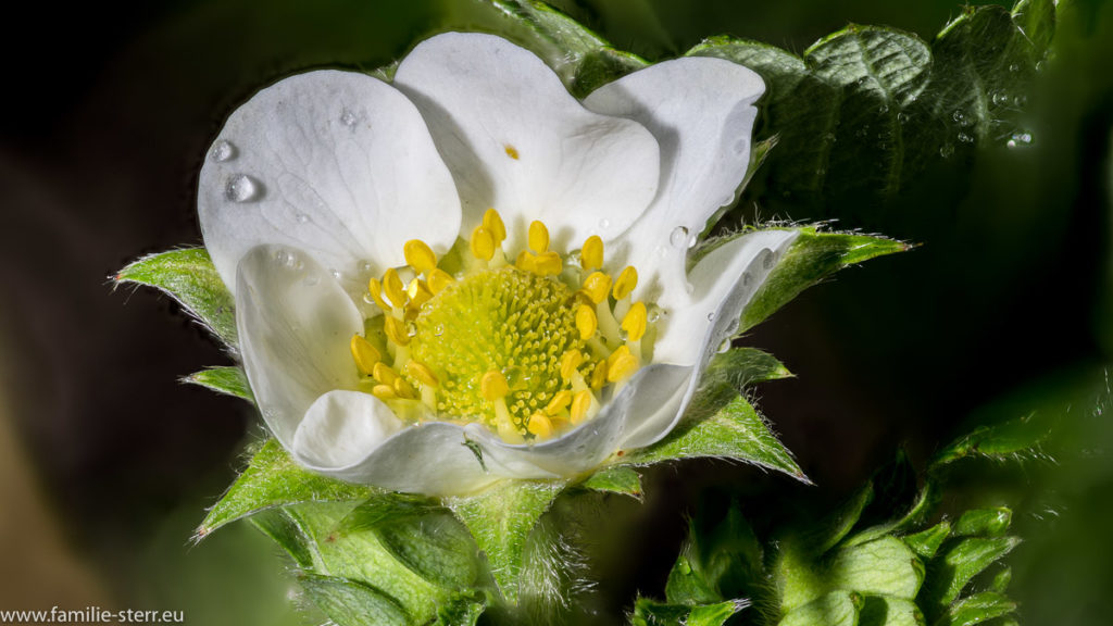 die erste Blüte an Astrids Erbeerpflanzen