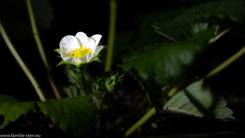 die erste Blüte an Astrids Erbeerpflanzen