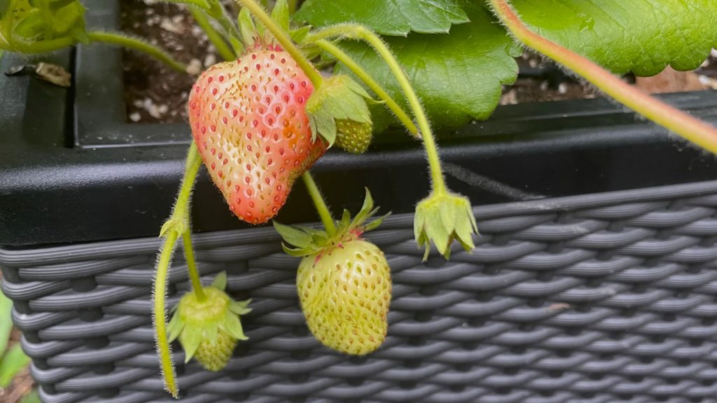 fast reife Erdbeeren hängen an einer Erdbeerpflanze in unserem Garten