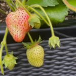 fast reife Erdbeeren hängen an einer Erdbeerpflanze in unserem Garten