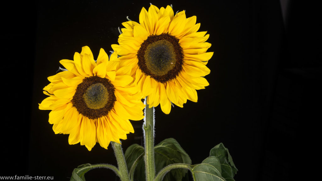 zwei Sonnenblumen - Blüten