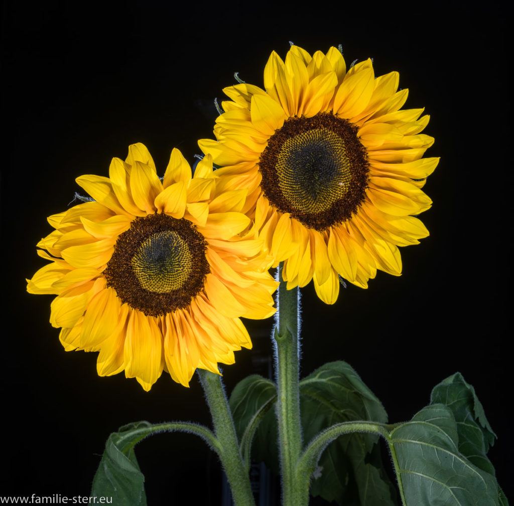 zwei Sonnenblumen - Blüten