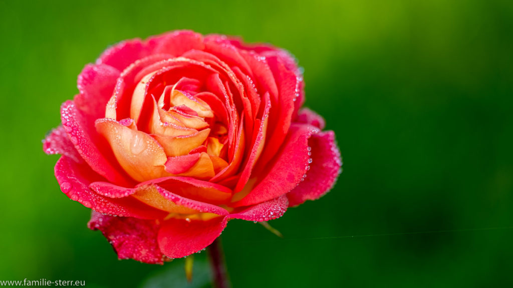 Rosenblüte Ende Oktober auf der Insel Mainau