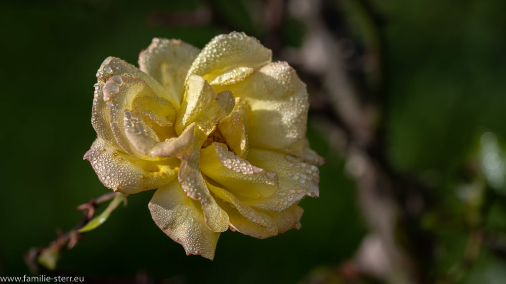 Rosenblüte Ende Oktober auf der Insel Mainau