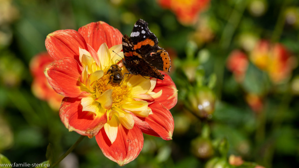 Blüte mit Besuch von Schmetterling und Biene im Spätherbst auf der Insel Mainau