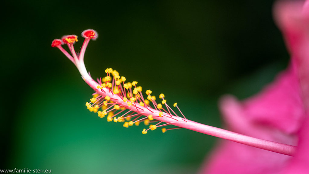 farbenfrohe Blüte im Spätherbst auf der Insel Mainau