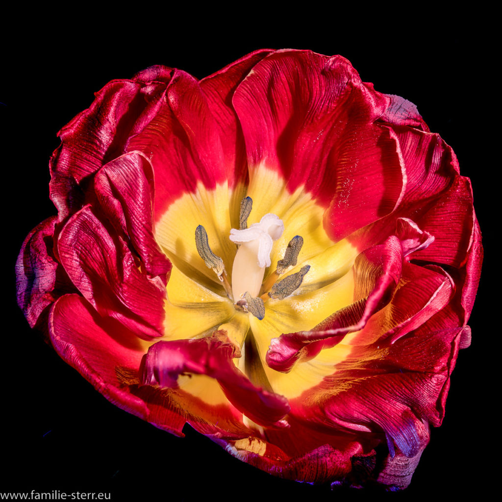 rot-gelbe Blüte einer Tulpe