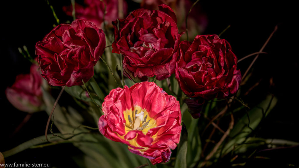 ein paar Tulpen aus dem Blumenstrauß zum Omas und Opas Hochzeitstag