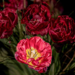 ein paar Tulpen aus dem Blumenstrauß zum Omas und Opas Hochzeitstag