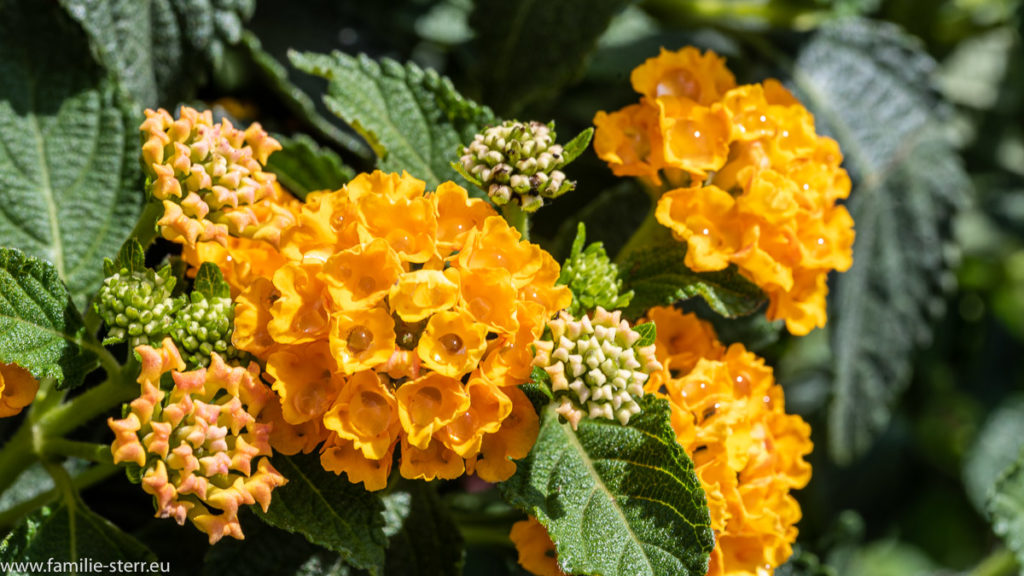 orange Lantanen - Blüten im Garten