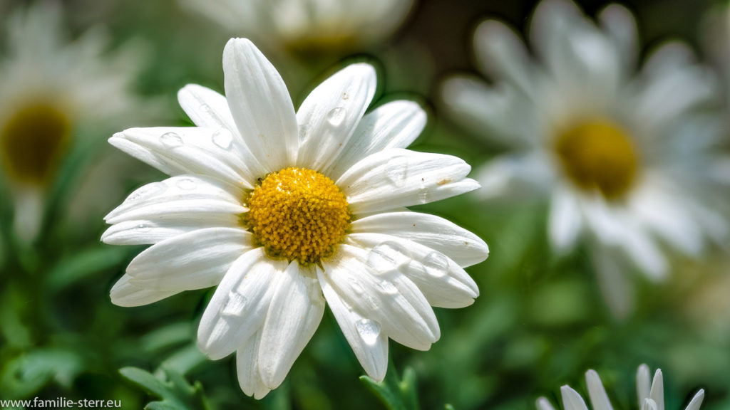 Blüte einer weißen Margerite mit Wassertropfen auf einzelnen Blütenblättern