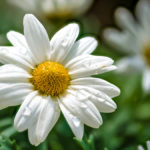 Blüte einer weißen Margerite mit Wassertropfen auf einzelnen Blütenblättern