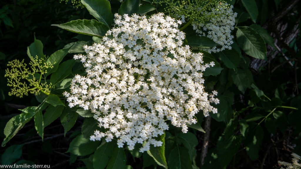 ein weiße Holunderblüte