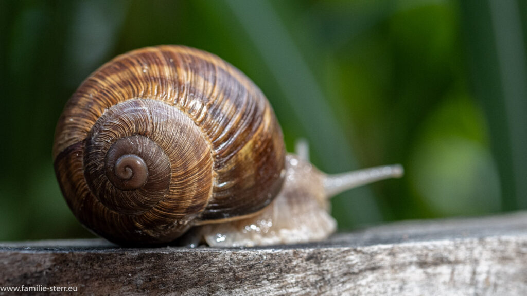 Weinbergschnecke bei uns im Garten