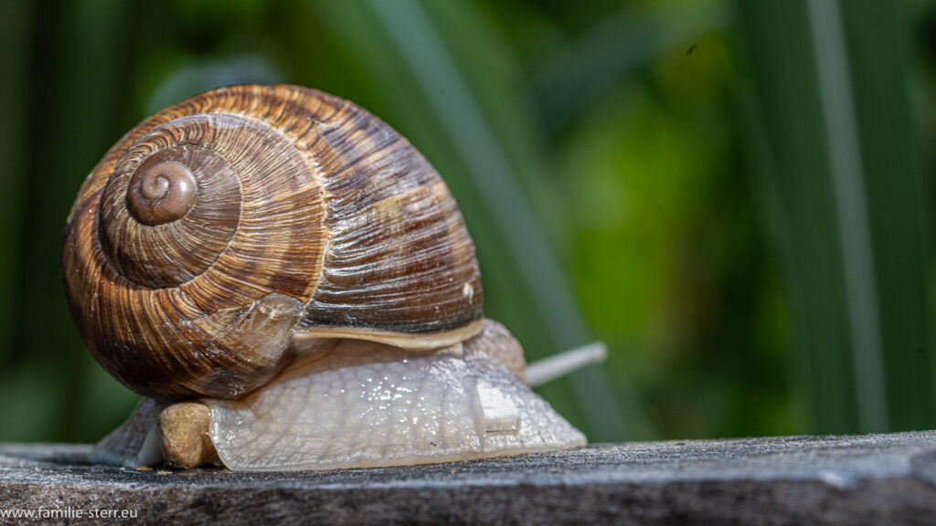 Weinbergschnecke bei uns im Garten