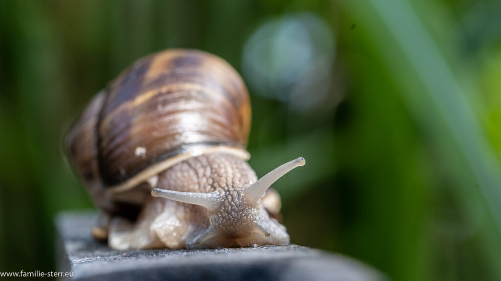 Weinbergschnecke bei uns im Garten