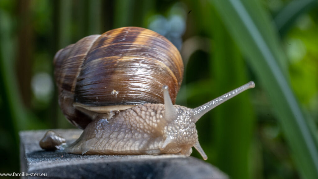 Weinbergschnecke bei uns im Garten